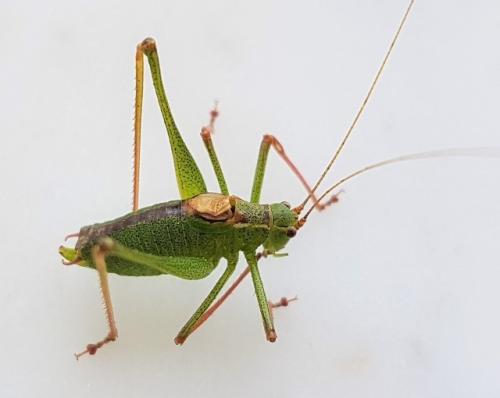 Leptophyes punctatissima